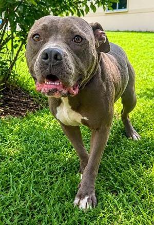 Coco, American Staffordshire Terrier / Mixed Breed, young, available for adoption