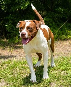 Charlie, Terrier / Mixed Breed, young, available for adoption