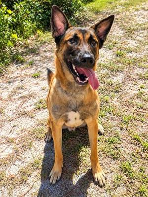 Frenzy, Belgian Shepherd / Malinois / Mixed Breed, young, available for adoption