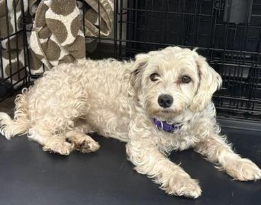 Dixie, Maltese / Schnauzer, adult, available for adoption