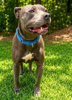 Fargo, Pit Bull Terrier / Mixed Breed, young, available for adoption