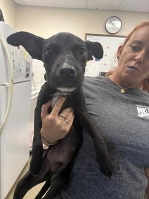 Dobby, Terrier / Whippet, puppy, available for adoption