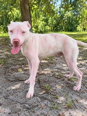 Angel, Terrier / Mixed Breed, adult, available for adoption