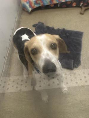 A dog wearing a black and white sweater with a star on it, standing on a carpeted floor with a blue towel behind it.