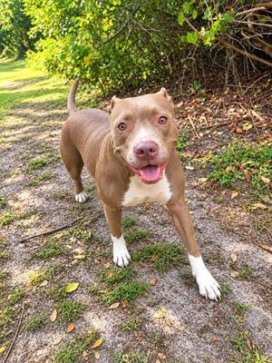 Annabelle, Mixed Breed, young, available for adoption