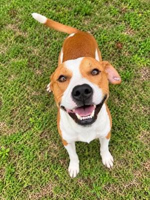 Charlie, Terrier / Mixed Breed, young, available for adoption