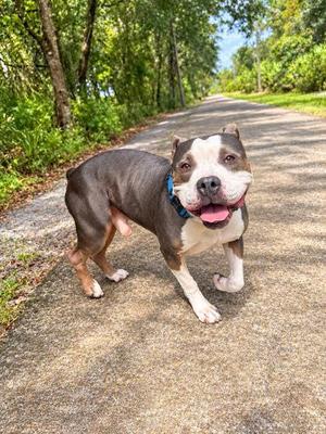 CJ, Pit Bull Terrier / Mixed Breed, adult, available for adoption