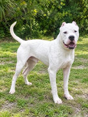 Ghost, Dogo Argentino / Mixed Breed, adult, available for adoption