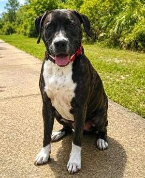 Ember, Retriever / Mixed Breed, adult, available for adoption