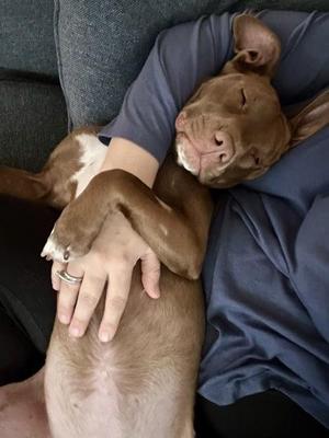 Dixie, American Staffordshire Terrier / Labrador Retriever, young, available for adoption
