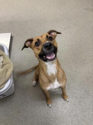 a brown and white dog sitting on a carpeted floor, looking up with its mouth open and tongue out