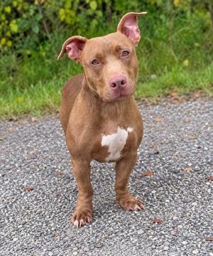 Armstrong, Terrier / Dachshund, adult, available for adoption
