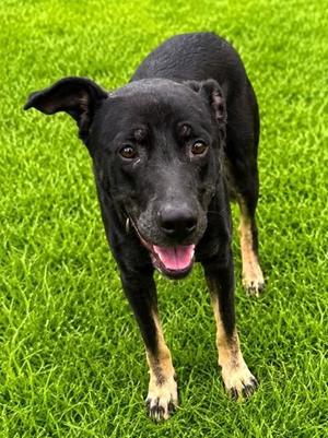 Coral, Mixed Breed, adult, available for adoption