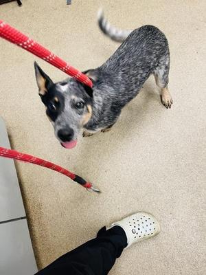 A dog on a red leash looking up at the camera, with a person's foot in a white clog visible in the foreground.