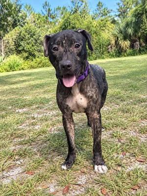 Drusilla, Mixed Breed, young, available for adoption