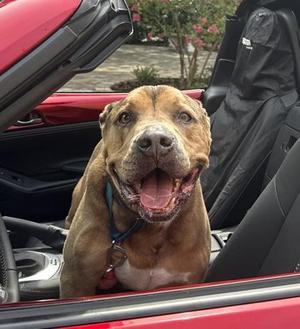 Drago, Terrier / Mixed Breed, adult, available for adoption