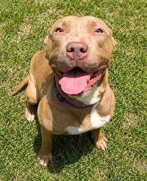 Luna, Pit Bull Terrier / Mixed Breed, adult, available for adoption