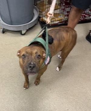 A brown dog wearing a green harness, standing on a concrete floor with a person's leg and a cage in the background.