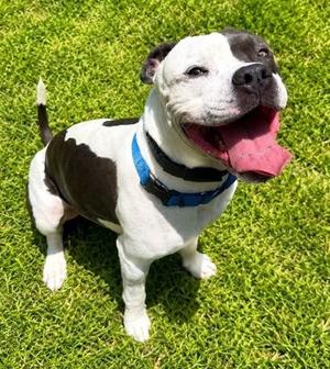 Blaze, Mixed Breed, young, available for adoption