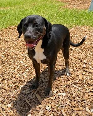 Leslie, Hound / Mixed Breed, adult, available for adoption
