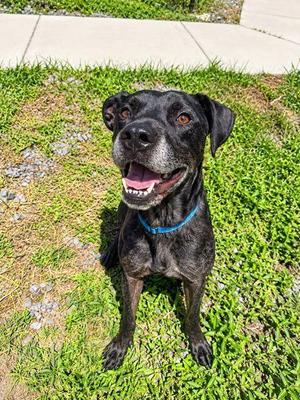 Cerberus, Catahoula Leopard Dog / Mixed Breed, adult, available for adoption