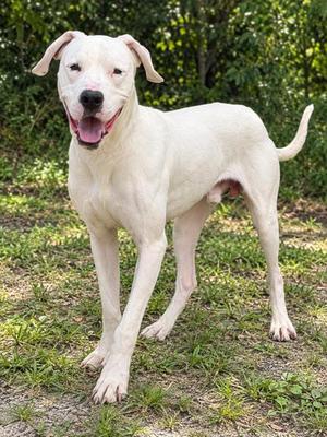 Ghoul, Dogo Argentino / Mixed Breed, young, available for adoption