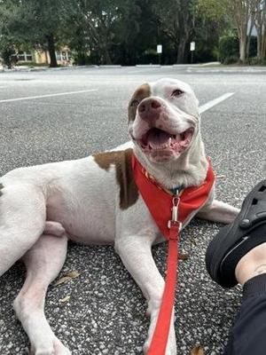 Agave, Mixed Breed, young, available for adoption