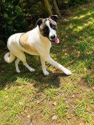 Brewster, Mixed Breed, young, available for adoption