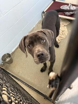 Gummy Bear, Mastiff / Mixed Breed, young, available for adoption