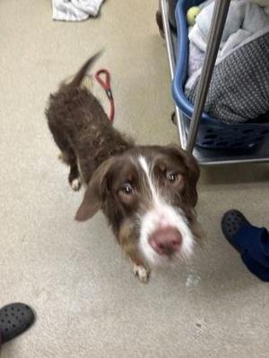 Briar, German Wirehaired Pointer / Mixed Breed, puppy, available for adoption
