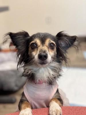 Fluffy, Chihuahua / Mixed Breed, senior, available for adoption