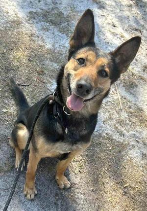 Eloise, German Shepherd Dog / Mixed Breed, young, available for adoption