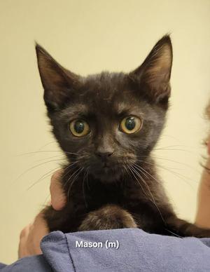 Mason, kitten, available for adoption