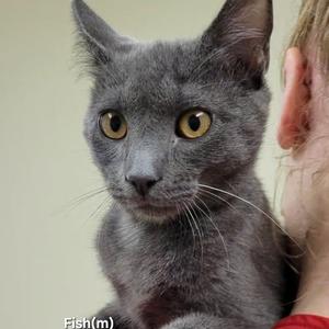 Fish, kitten, available for adoption
