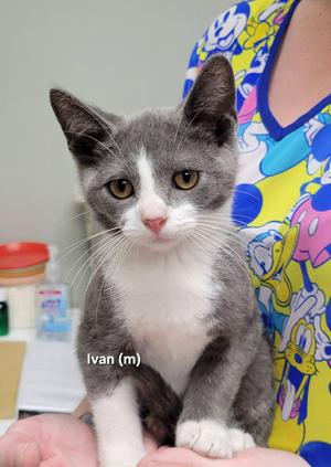 Ivan, kitten, available for adoption