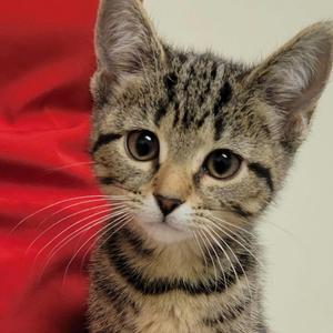 Jessie, kitten, available for adoption