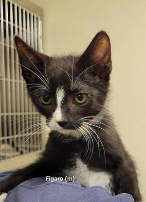 Figaro, kitten, available for adoption