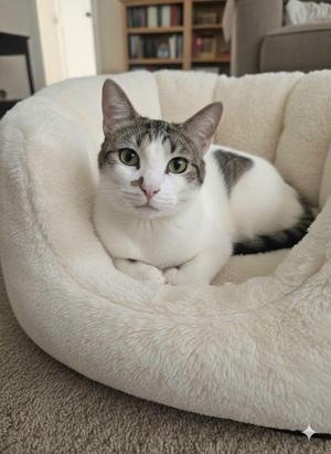 A white and grey cat sitting in a plush white pet bed.
