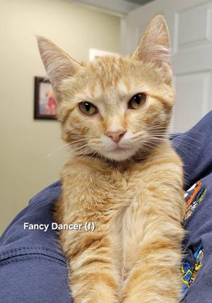 A ginger cat with a white chest and a blue shirt on a person's lap