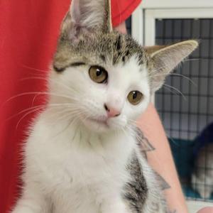 Gretel, kitten, available for adoption
