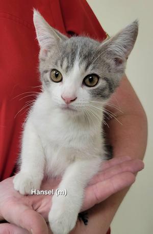 Hansel, kitten, available for adoption