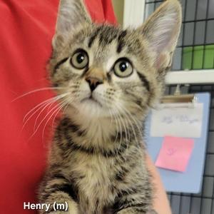 Henry, kitten, available for adoption