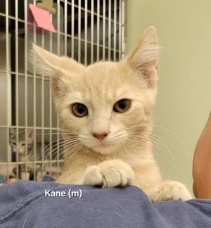 A light-colored kitten with large eyes and pointed ears is being held by a person. The kitten is looking directly at the camera with a curious expression. The background shows a metal cage, suggesting the setting might be an animal shelter or veterinary clinic. The text 'Kane (m)' is visible at the bottom of the image, indicating the kitten's name and gender.