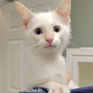 A white kitten with large eyes and pink nose, sitting on a person's lap.