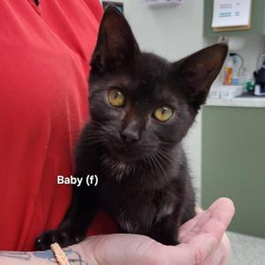 Baby, kitten, available for adoption