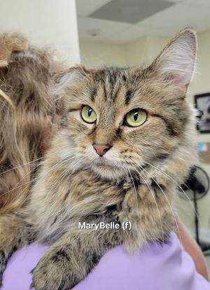 A fluffy tabby cat with green eyes being held by a person in a purple shirt.