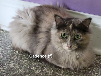 A fluffy cat with green eyes lying on a textured surface, with the name "Cadence (f)" written below it.