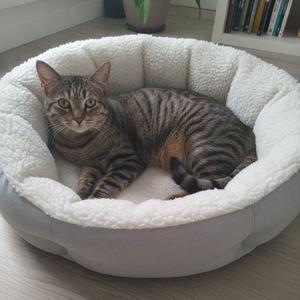 A brown tabby cat resting in a grey and white fuzzy round pet bed.