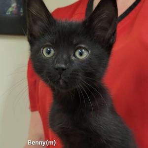 Benny, kitten, available for adoption