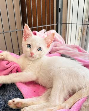 Baby G, kitten, available for adoption